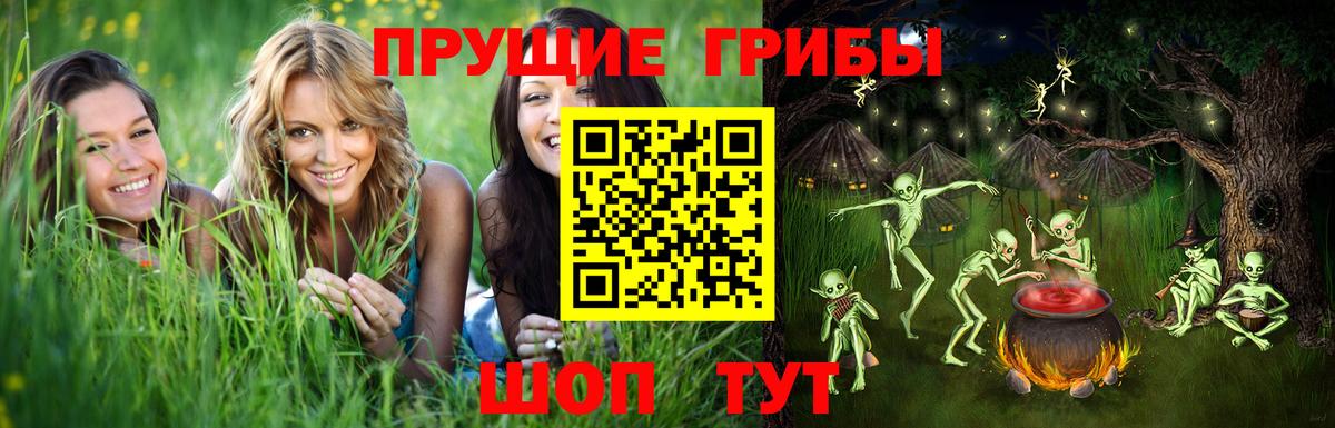 Карачаевск  Псилоцибиновые грибы Psilocybe  Вход с VPN 